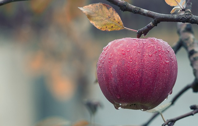 Odpowiednie metody przechowywania owoców